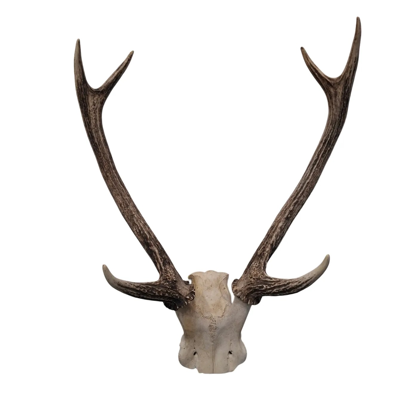 Sika Deer Antlers Shot in 2007  [WR 1404913]
