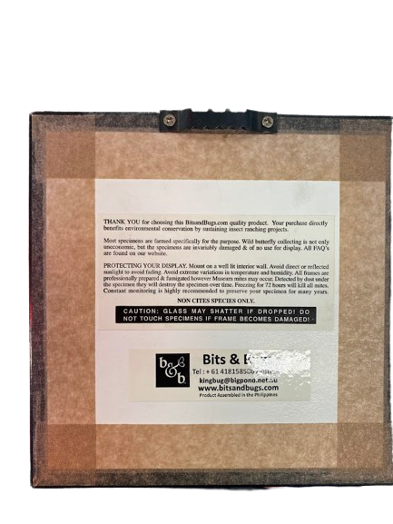 Bits And Bugs Viso Butterfly Framed Art Black (NG)