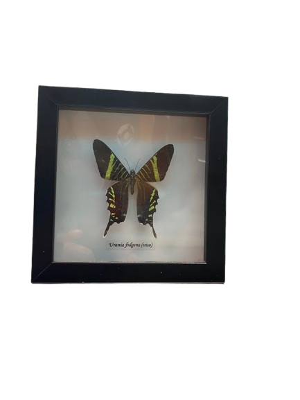 Bits And Bugs Viso Butterfly Framed Art Black (NG)